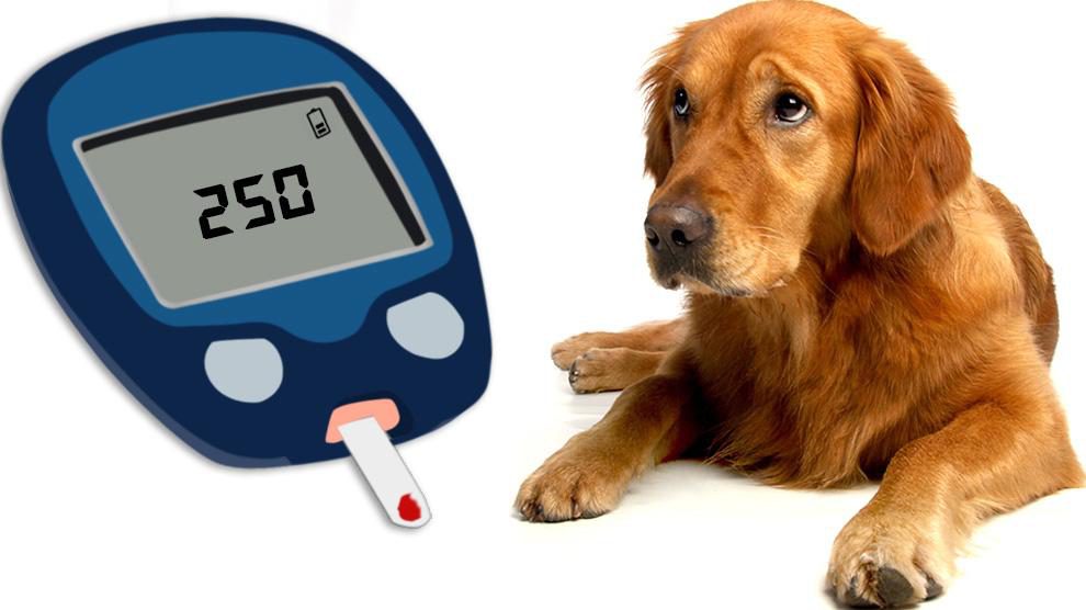 how does diabetes affect a dog