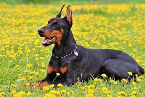 Doberman