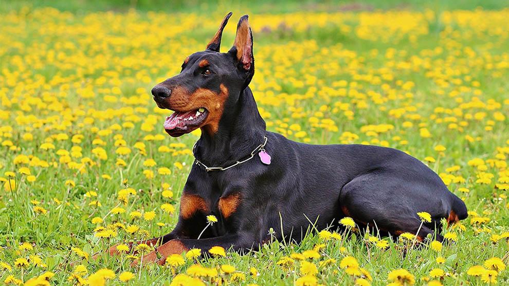 Are Doberman Fogs Called The Velcro Dog
