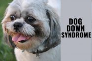 Dog Down Syndrome