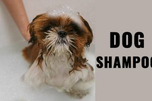 Dog Shampoo