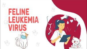 Feline Leukemia Virus