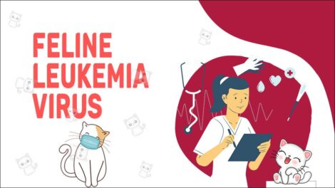 Feline Leukemia Virus - Symptoms & Treatment - Petmoo - Feline Leukemia Virus Diagnosis Timelines