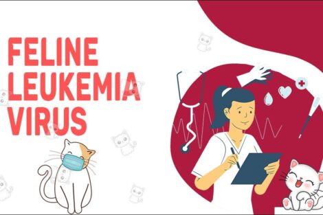 Feline Leukemia Virus