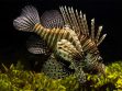 Fish Pets