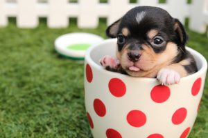 Happy Puppy Questions