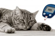 Hyperglycemia In Cats