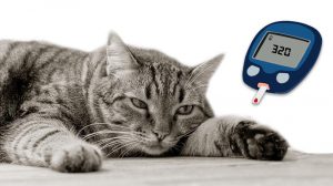 Hyperglycemia In Cats