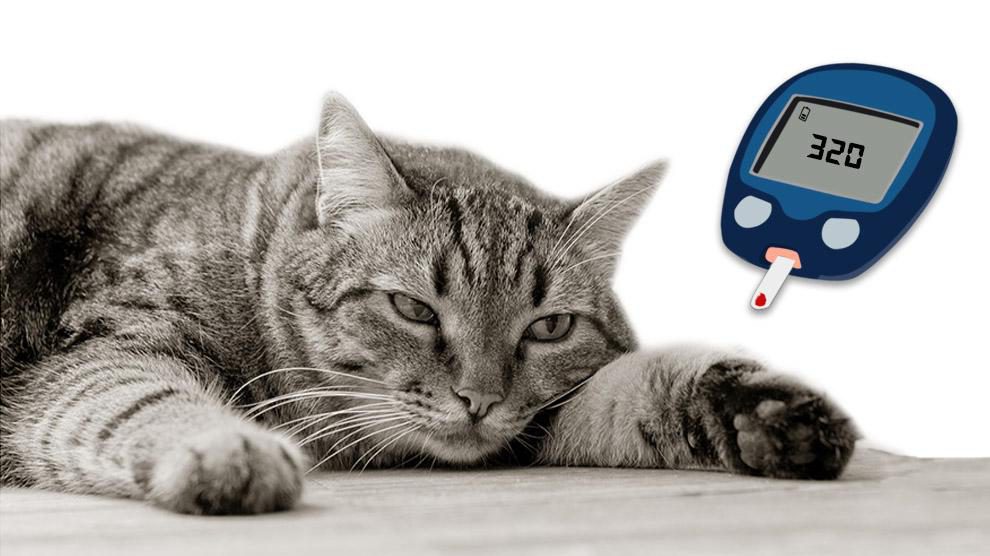 high blood sugar in cats