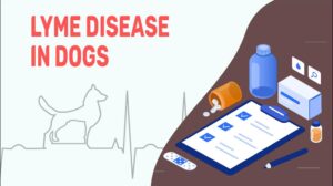 Lyme Disease In Dogs