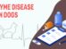 Lyme Disease In Dogs