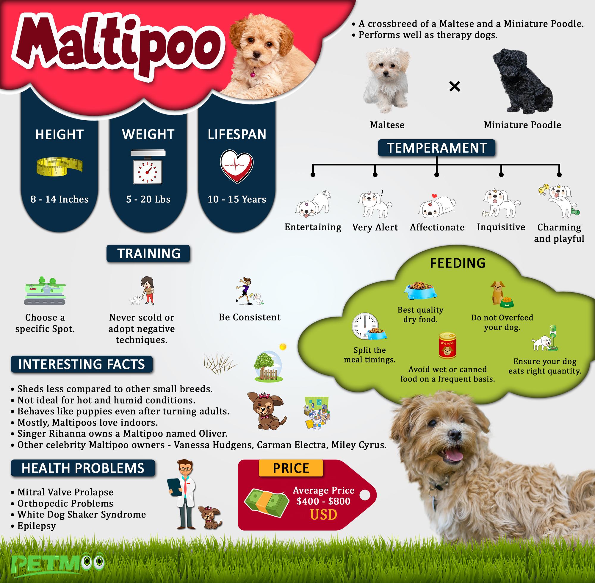 Maltipoo Infographic