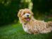 Maltipoo