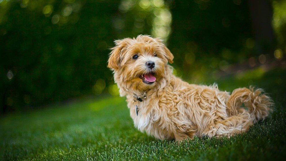 maltese and poodle cross