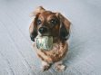 Pet Insurance