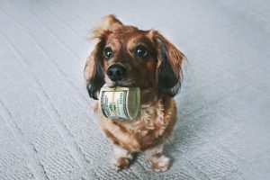 Pet Insurance