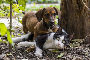 Pets Body Language