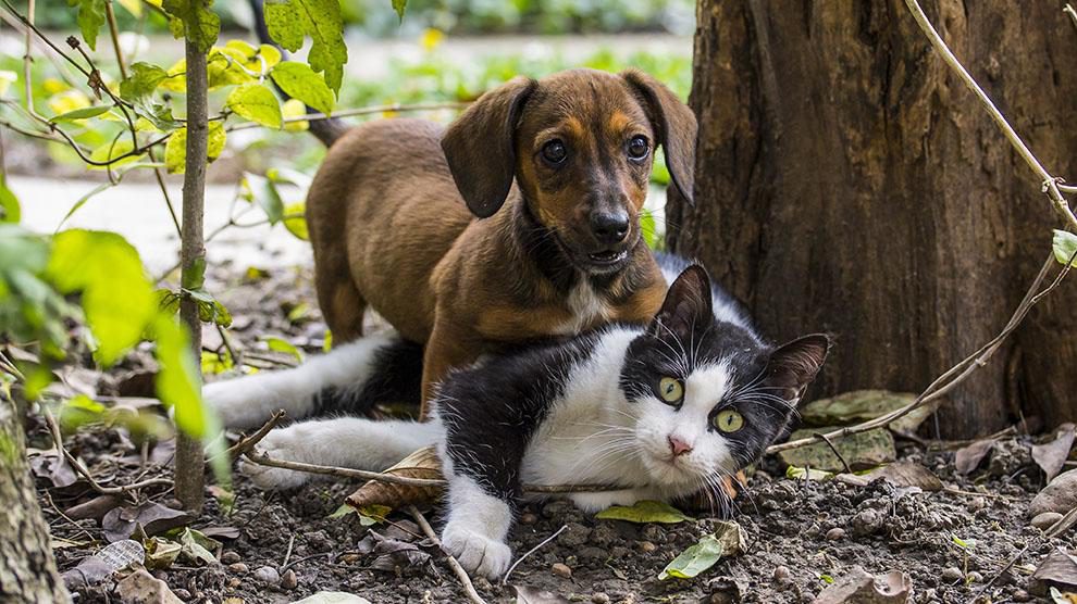 Pets Body Language