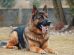 Rescue Dogs