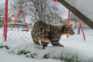 Savannah Cat