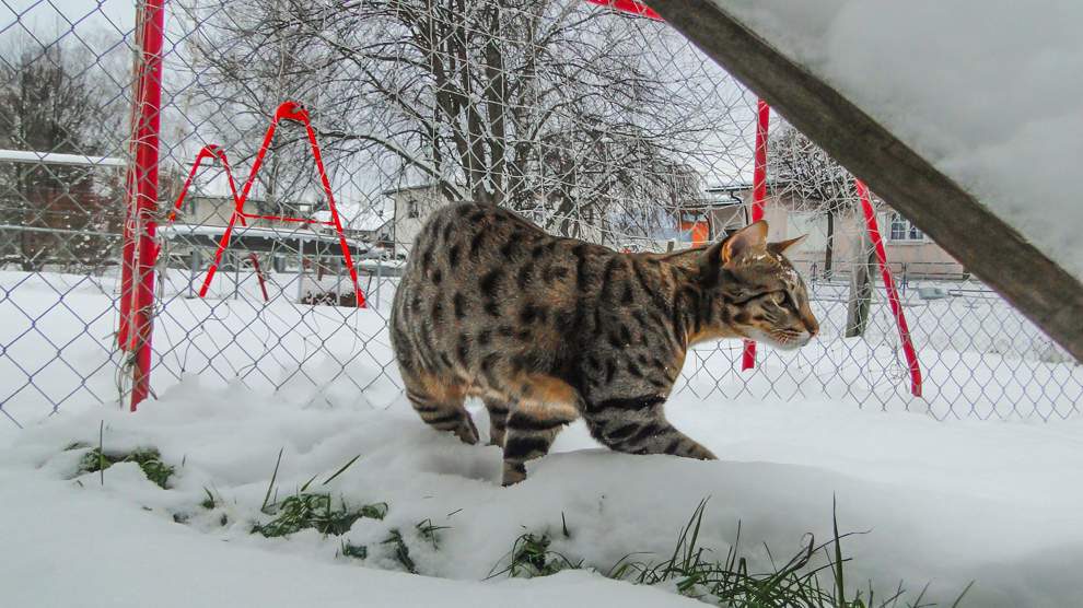 Savannah Cat