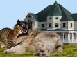 Senior Pets