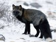 Silver Fox