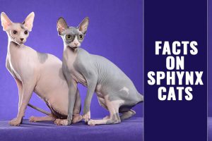 Sphynx Cats