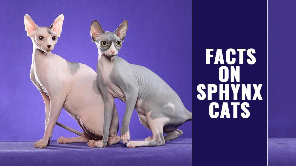 Sphynx Cats