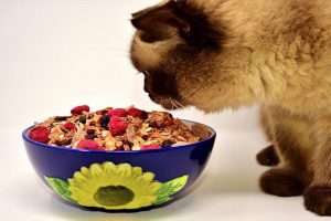 What Foods Can Cats Eat