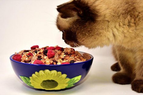 What Foods Can Cats Eat