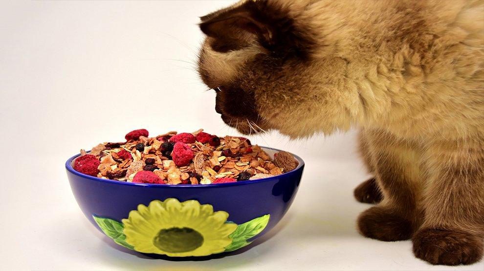 What Foods Can Cats Eat