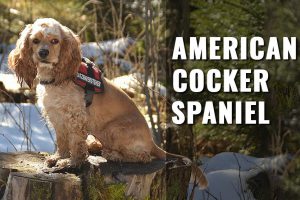 American Cocker Spaniel