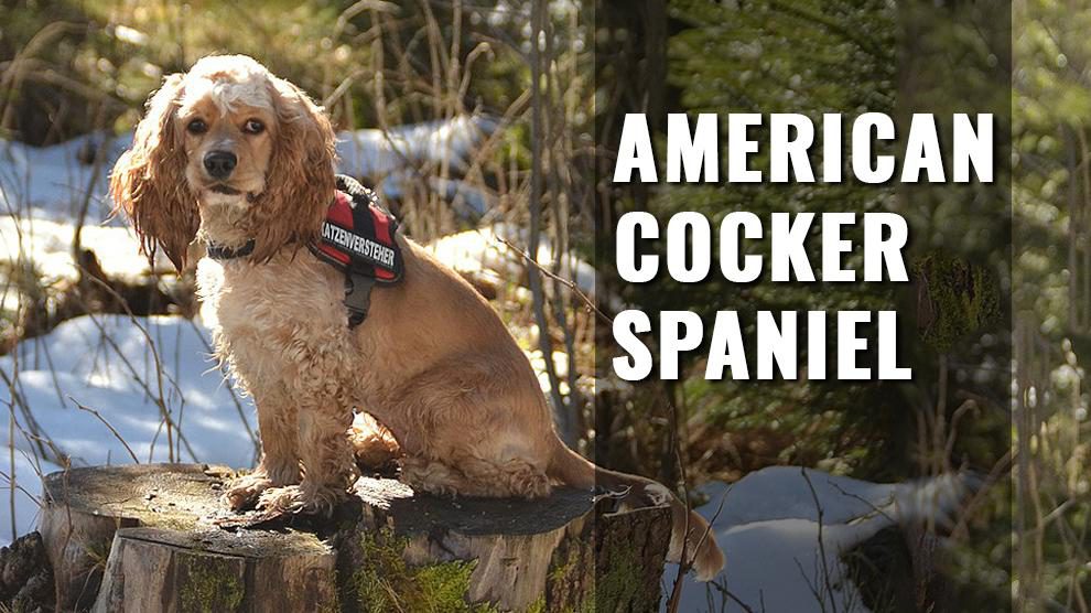 American Cocker Spaniel