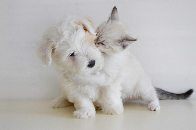 Best Dog Breeds For Cats