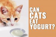 Can Cats Eat Yogurt?