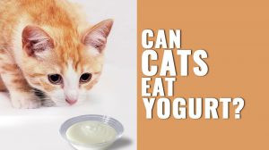 Can Cats Eat Yogurt?