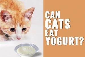 Can Cats Eat Yogurt?