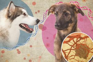 Cancer In Dogs