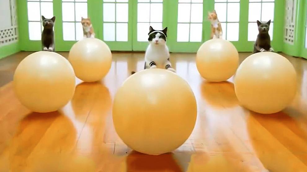 Cat Training And Exercise Tips To Keep Your Pet Fit Petmoo