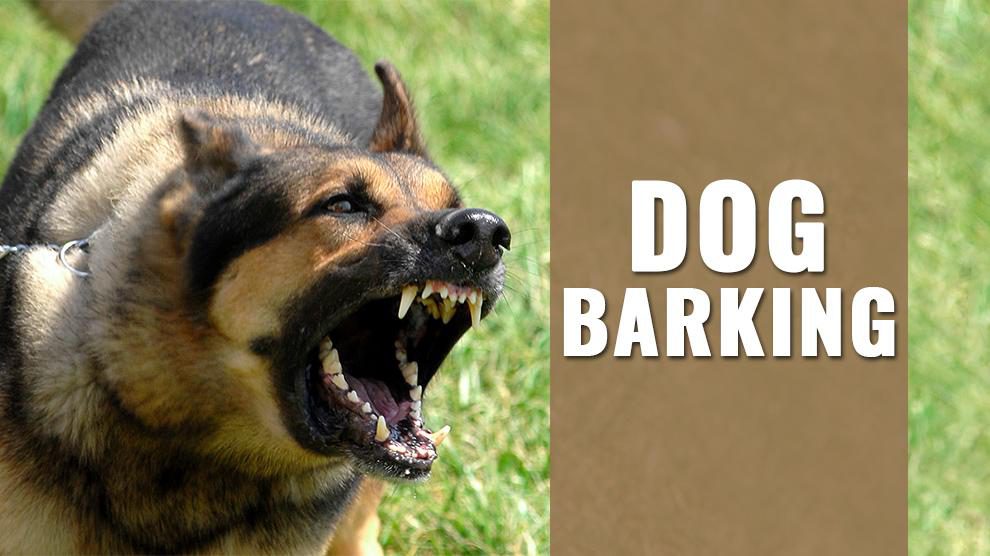 Dog Barking