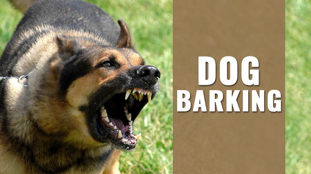 Dog Barking Never Lose Sleep Over a Noisy Dog Petmoo