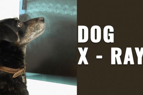 Dog X ray