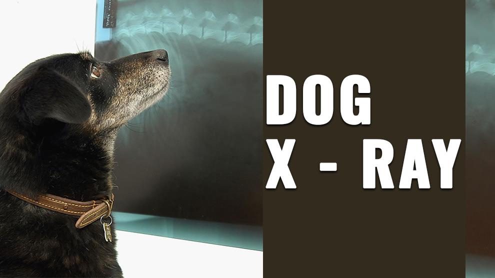 Dog X ray
