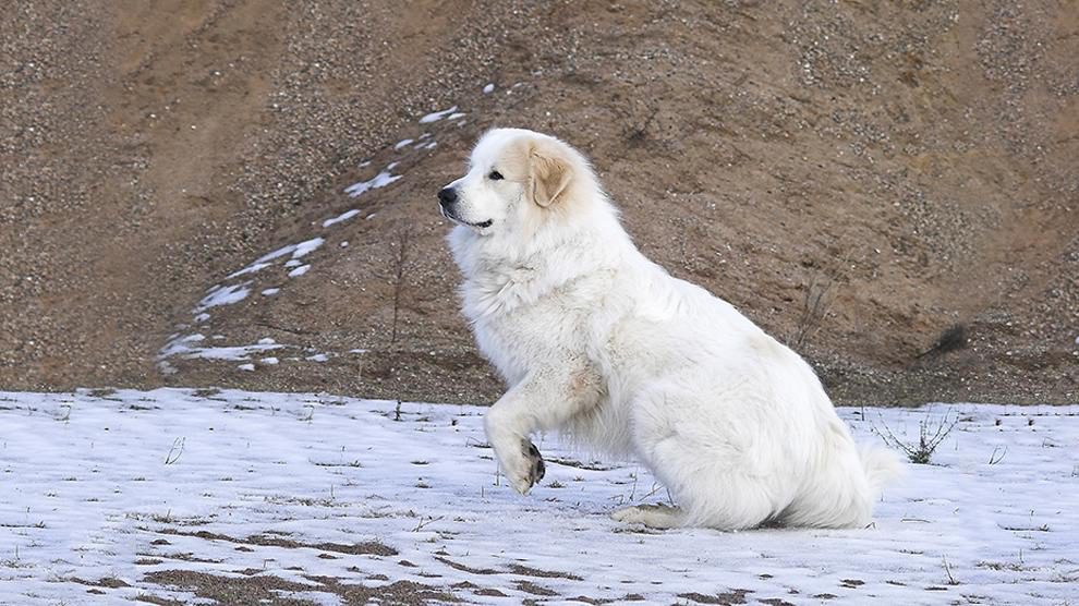 Double Coated Dogs