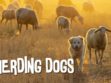 Herding Dogs