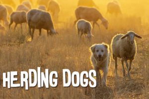 Herding Dogs