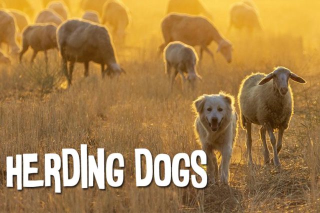 Herding Dogs