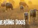 Herding Dogs