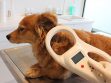 Microchipping Your Pet